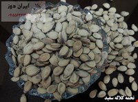 تخمه کلاله سفید