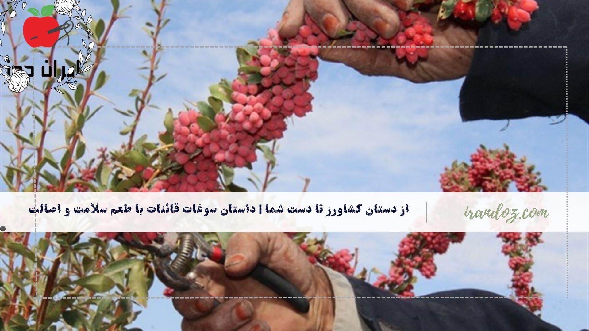 از دستان کشاورز تا دست شما | داستان سوغات قائنات با طعم سلامت و اصالت