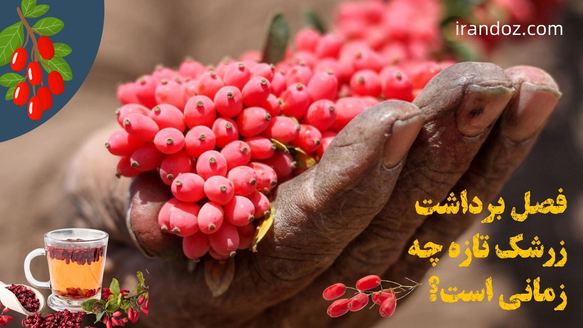 فصل برداشت زرشک | راهنمای خرید زرشک تازه مستقیم از قاینات