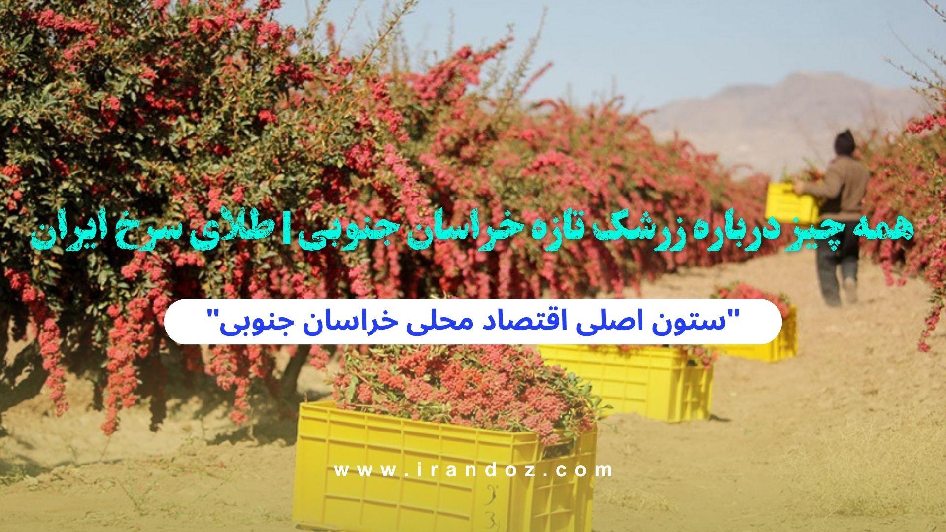 همه‌ چیز درباره زرشک تازه خراسان جنوبی | طلای سرخ ایران